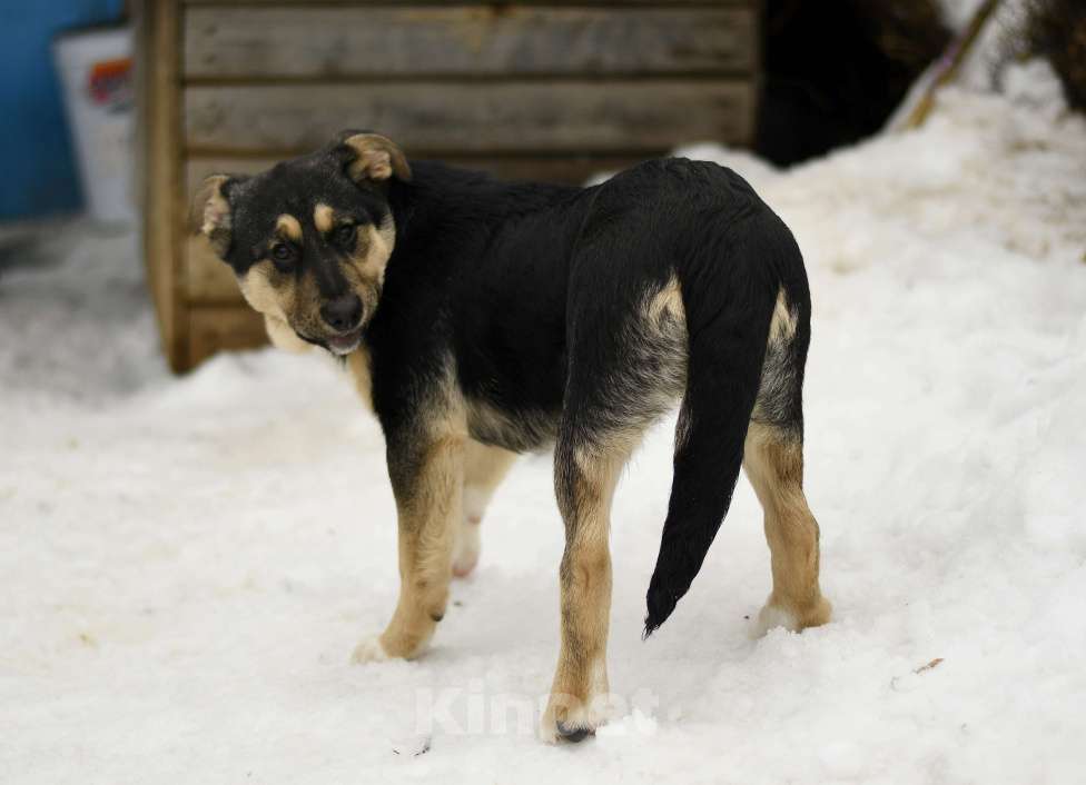 Собаки в других городах Московской области: щенок Ника ищет семью Девочка, Бесплатно - фото 7