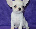 Собаки в Санкт-Петербурге: чихуахуа мальчик Мальчик, 55 000 руб. - фото 2