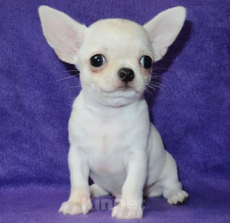 Собаки в Санкт-Петербурге: чихуахуа мальчик Мальчик, 55 000 руб. - фото 2