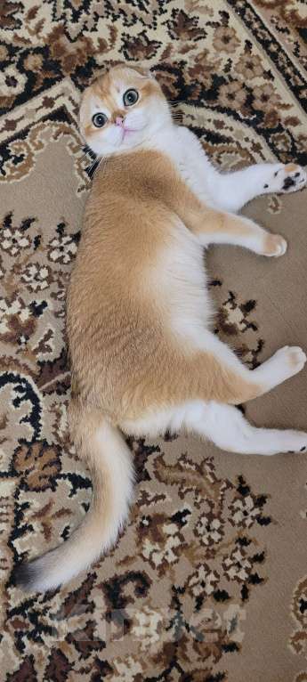 Кошки в Калуге: Золотая завуалированная шиншилла 🥰  Мальчик, 70 000 руб. - фото 4