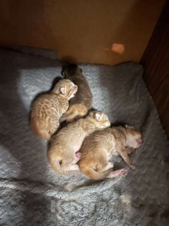 Кошки в Ростове-на-Дону: Продам кошечку)) в добрые руки!!! Породистая.  Девочка, 8 000 руб. - фото 3