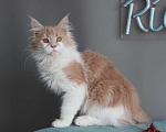 Кошки в Екатеринбурге: Рогнеда - котенок мейн-кун Девочка, 10 000 руб. - фото 3