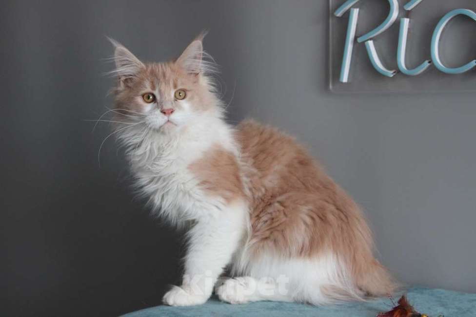 Кошки в Екатеринбурге: Рогнеда - котенок мейн-кун Девочка, 10 000 руб. - фото 3