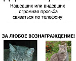 Кошки в Кемерово: Помогите найти кошку Девочка, 1 руб. - фото 3