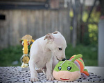 Собаки в Ярославле: щенки Уиппета Мальчик, 50 000 руб. - фото 2