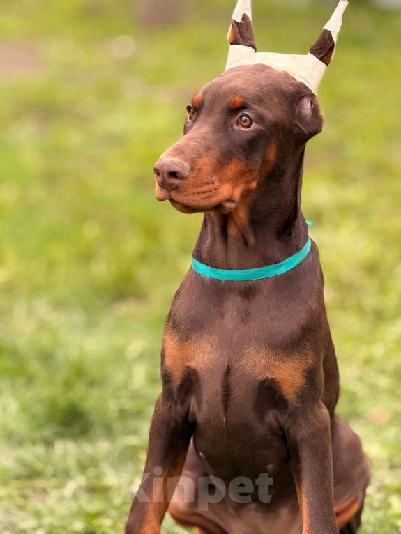 Собаки в Воронеже: щенок добермана Девочка, 80 000 руб. - фото 2