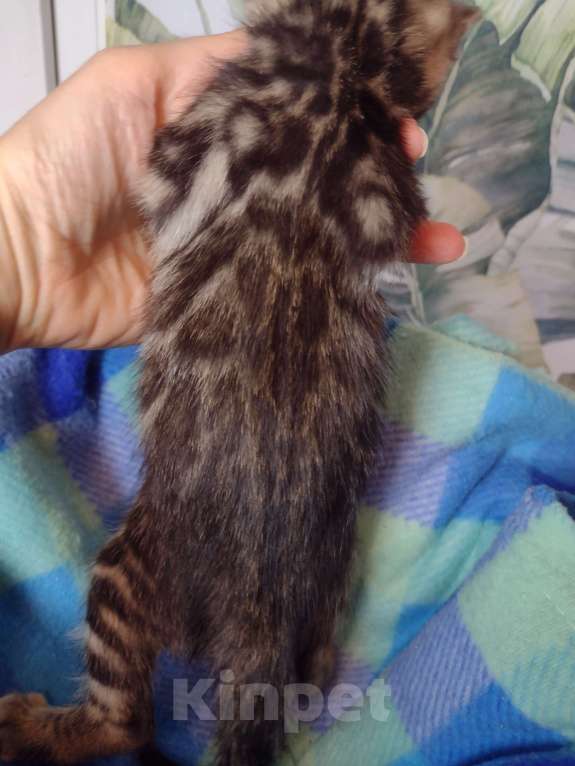 Кошки в Санкт-Петербурге: Девочка браун Девочка, Бесплатно - фото 2