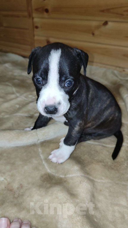 Собаки в Перми: Американский питбультерьер, щенки Девочка, 8 000 руб. - фото 2