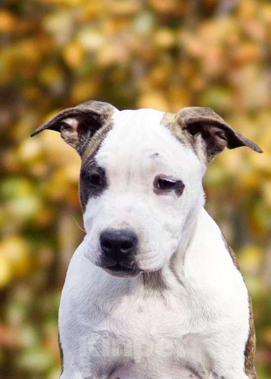 Собаки в Оренбурге: Щенки Амстаффа РКФ Девочка, 80 000 руб. - фото 1