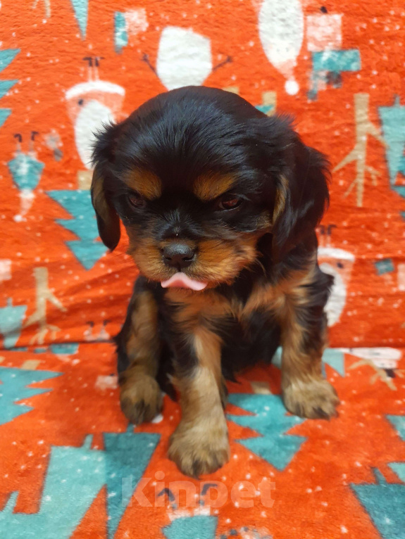 Собаки в других городах Московской области: Очаровательный щенок, ЭЛВИС ХАЙДИ МИН КОСМОС, мальчик, чёрно-подпалый, свободен для бронирования! Мальчик, 60 000 руб. - фото 1