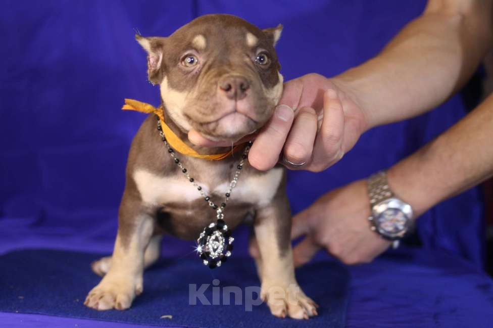 Собаки в Санкт-Петербурге: Щенки американ булли шоколадный триколор Мальчик, 70 000 руб. - фото 7