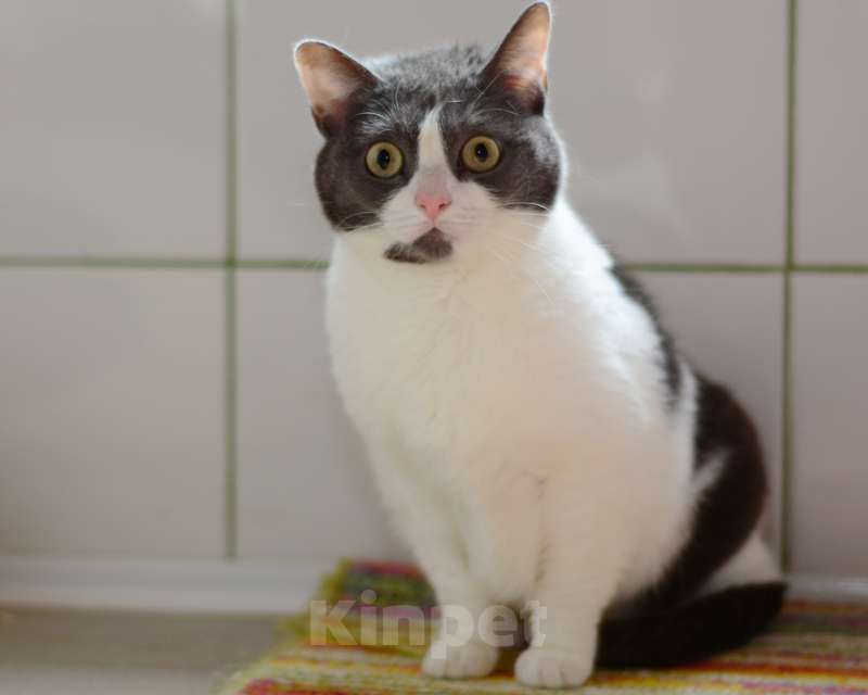 Кошки в Москве: Ласковая ручная кошка Любаша в добрые руки Девочка, 1 руб. - фото 2