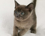 Кошки в Петергофе: тонкинские котята Девочка, 65 000 руб. - фото 5