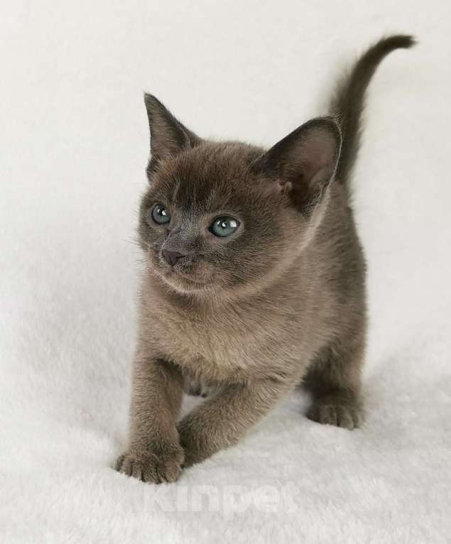 Кошки в Петергофе: тонкинские котята Девочка, 65 000 руб. - фото 5