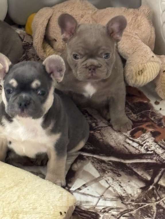 Собаки в других городах Московской области: Щенки французского бульдог  Мальчик, 65 000 руб. - фото 3