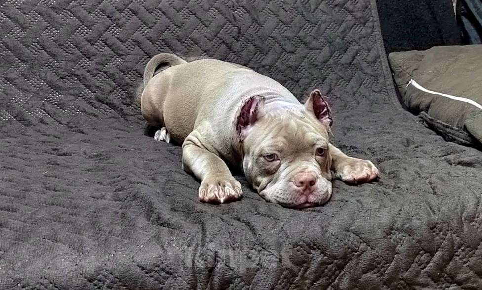 Собаки в Магнитогорске: щенки американского булли Мальчик, Бесплатно - фото 2