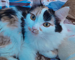 Кошки в Кемерово: Кошечка Девочка, Бесплатно - фото 3