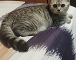 Кошки в Москве: кошка Девочка, Бесплатно - фото 6