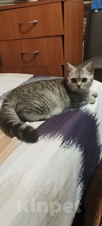 Кошки в Москве: кошка Девочка, Бесплатно - фото 6