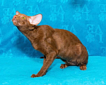 Кошки в Перми: Ориентальный котенок  Мальчик, Бесплатно - фото 3