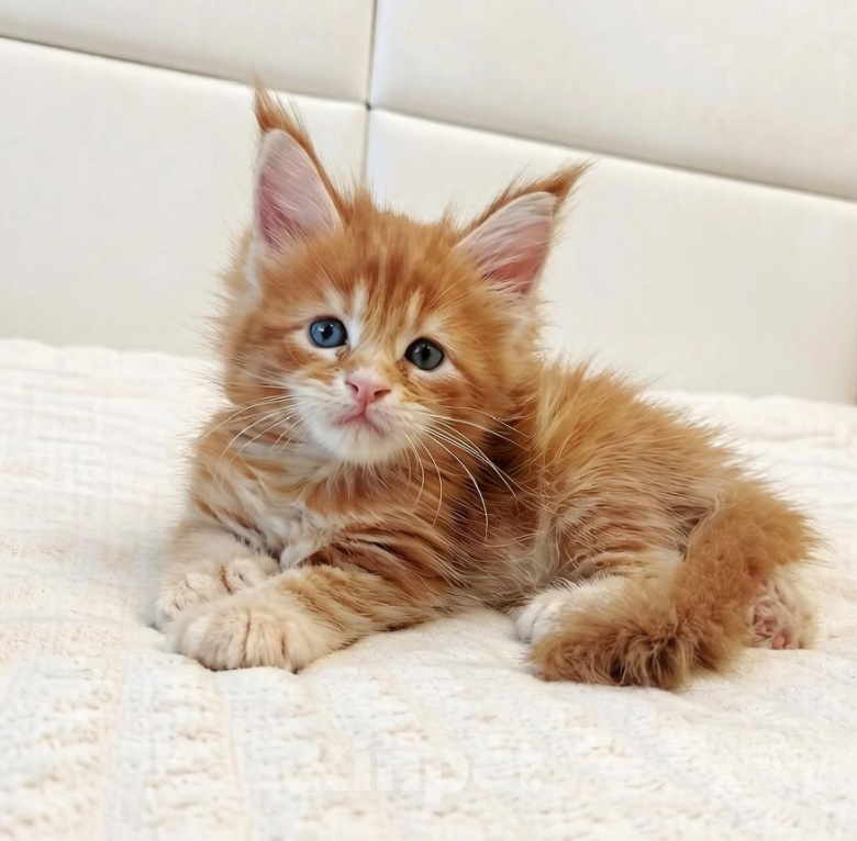 Кошки в Москве: Котята Мейн Кун Мальчик, 10 000 руб. - фото 1