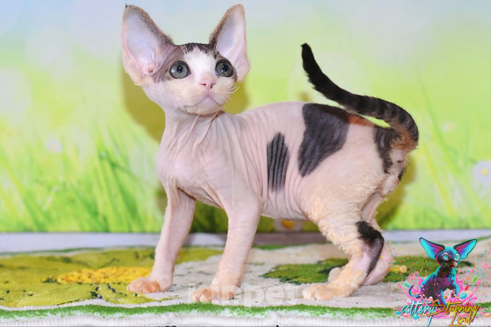 Кошки в Москве: Мальчик черный арлекин Мальчик, 60 000 руб. - фото 3