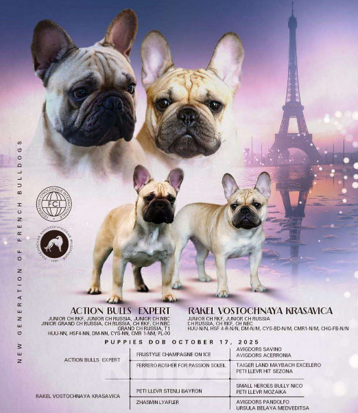 Собаки в Новосибирске: Предлагается к бронированию и дальнейшей продаже щенок французского бульдога: девочка Девочка, Бесплатно - фото 5