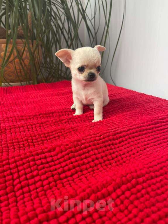 Собаки в Москве: Чихуа Девочка, 17 руб. - фото 2