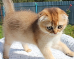 Кошки в Новочебоксарске: Вислоухий котик  Мальчик, Бесплатно - фото 3
