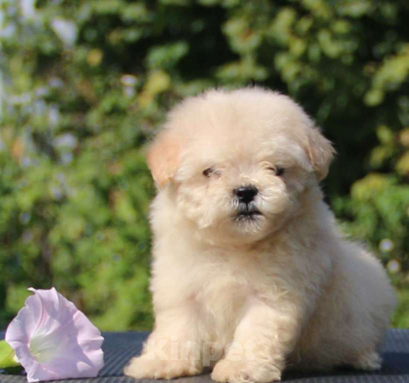 Собаки в Москве: мальтипу  девочки мини и микро Девочка, 120 000 руб. - фото 2