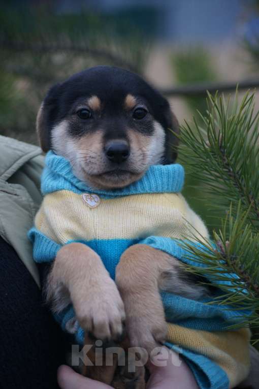 Собаки в Москве: щенки метисы срочно ищут дом Девочка, Бесплатно - фото 3