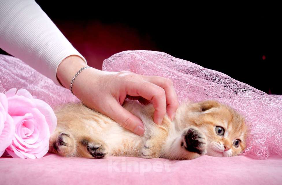 Кошки в Ижевске: Ласкуша Мальчик, 50 000 руб. - фото 2