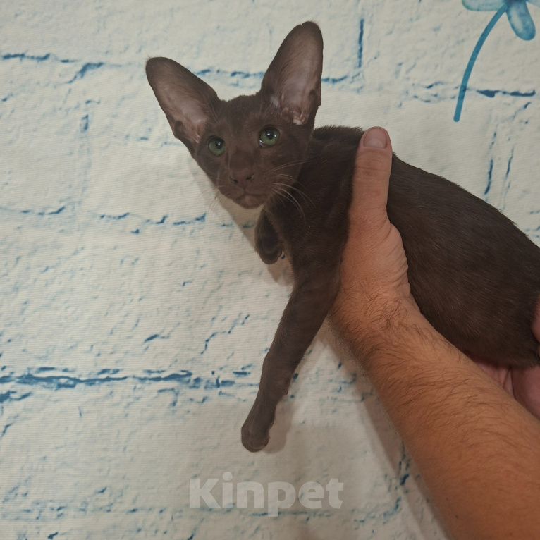 Кошки в Саратове: Ориентальные котята Девочка, 25 000 руб. - фото 8
