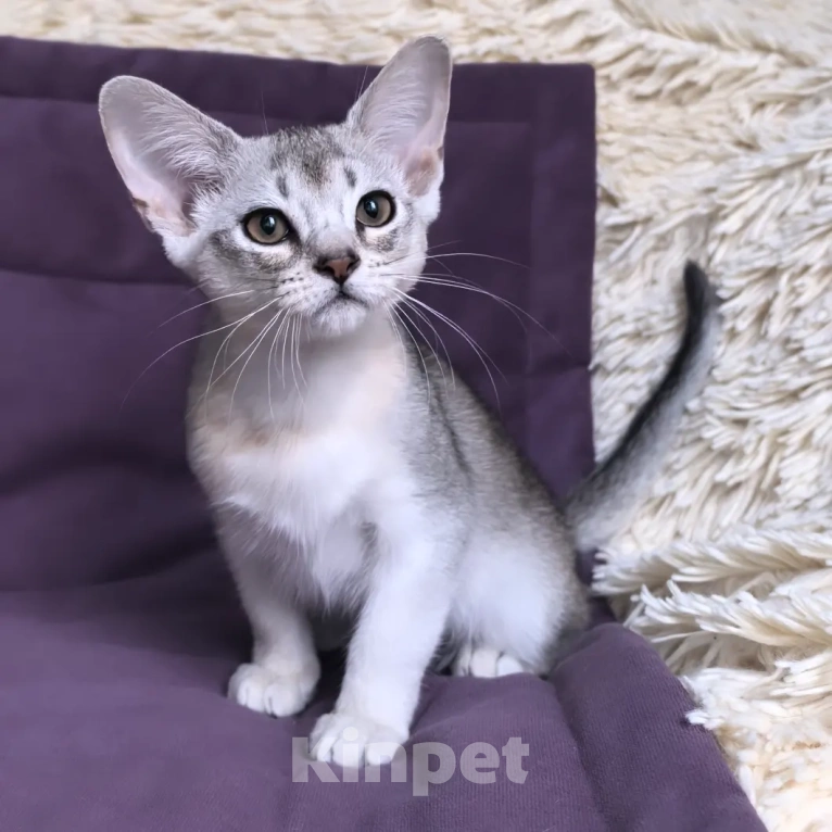 Кошки в Москве: Абиссинский котенок 3 месяца Девочка, 70 000 руб. - фото 7