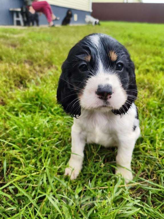 Собаки в Москве: Девочка 2 Девочка, 30 000 руб. - фото 4