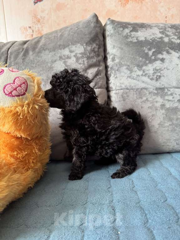 Собаки в Санкт-Петербурге: Той пудель мальчик Мальчик, 70 000 руб. - фото 2