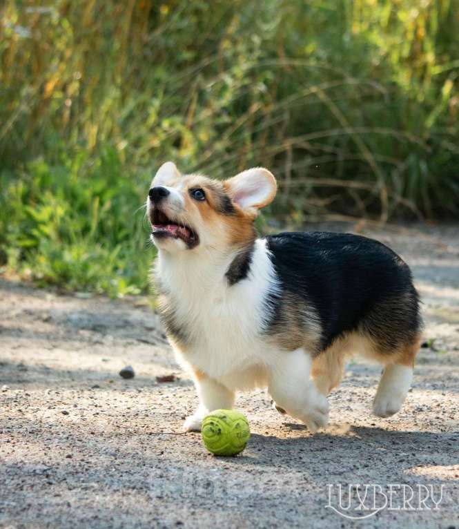Собаки в Санкт-Петербурге: Вельш корги пемброк Девочка, Бесплатно - фото 2