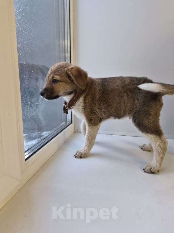 Собаки в других городах Московской области: Пиратик ищет дом! Мальчик, 1 руб. - фото 3