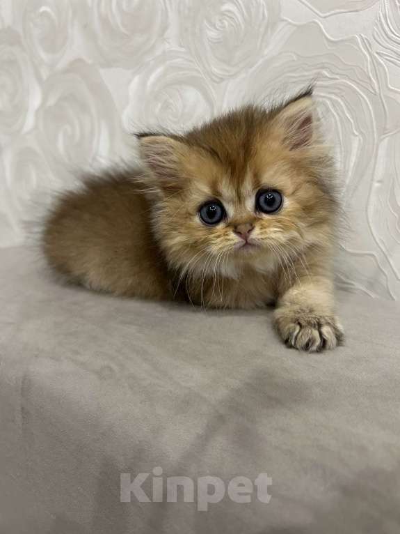 Кошки в Нижнем Новгороде: Хайленд страйт девочка Девочка, 35 000 руб. - фото 1