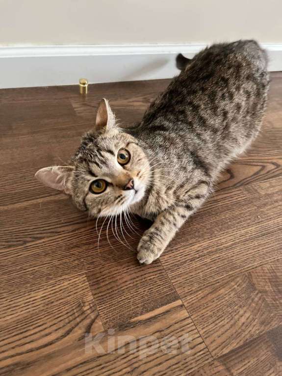 Кошки в Москве: Самая классная кошка и точка Девочка, Бесплатно - фото 2