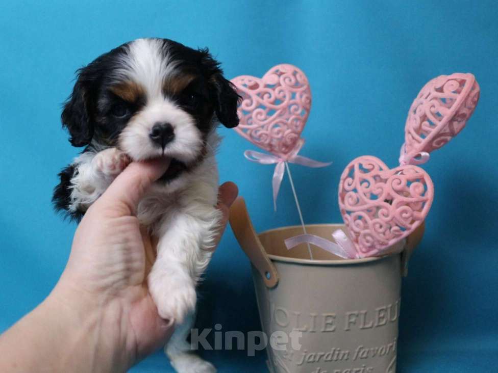 Собаки в Старом Осколе: Девочка триколор кавалер кинг чарльз спаниель Девочка, 100 000 руб. - фото 4