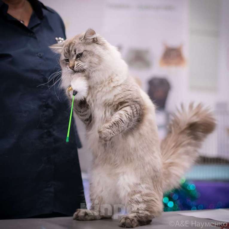 Кошки в других городах Московской области: В добрые руки Мальчик, Бесплатно - фото 2