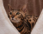 Кошки в Новороссийске: Котята породы Бенгальская кошка, 25 000 руб. - фото 4