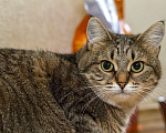 Кошки в Москве: Киска Ириска. Милая толстушка кошка в добрые руки. Девочка, Бесплатно - фото 6