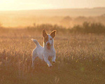 Собаки в Самаре: Вязка Джек Рассел Терьер, 3 000 руб. - фото 3
