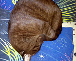 Кошки в Улане-Удэ: Вязка с Британским котом, 500 руб. - фото 3