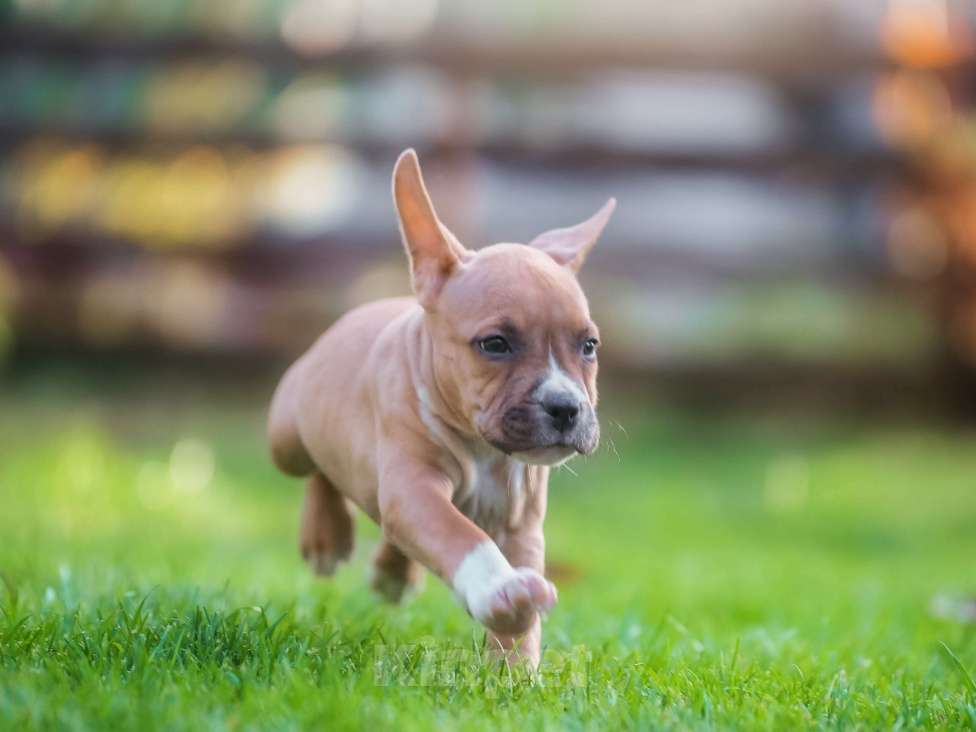 Собаки в Самаре: Щенок АСТ из питомника Девочка, 50 000 руб. - фото 2