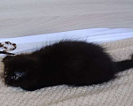Кошки в Королеве: Котенок в добрые руки Девочка, Бесплатно - фото 4