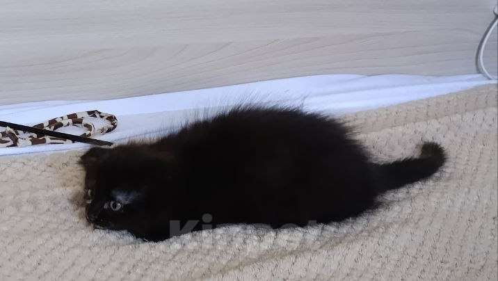Кошки в Королеве: Котенок в добрые руки Девочка, Бесплатно - фото 4