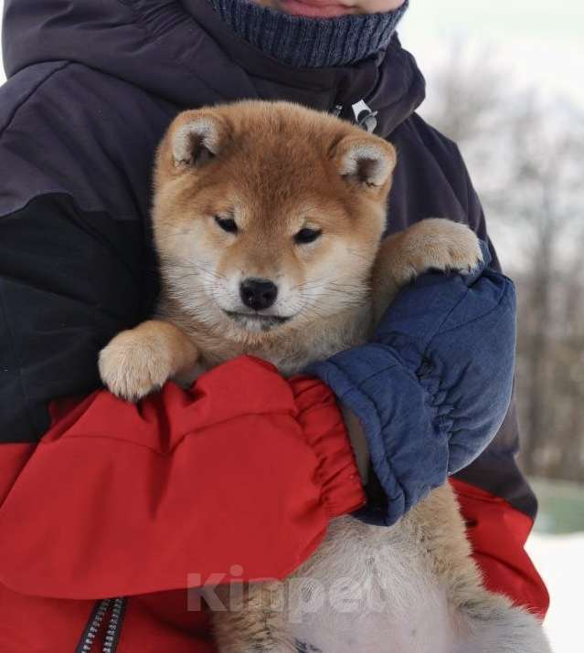Собаки в Задонске: Щенок Сиба Девочка, 50 000 руб. - фото 1